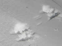 ニホンリスの足跡