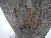 ツキノワブマの爪痕