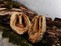 リスの食べあと